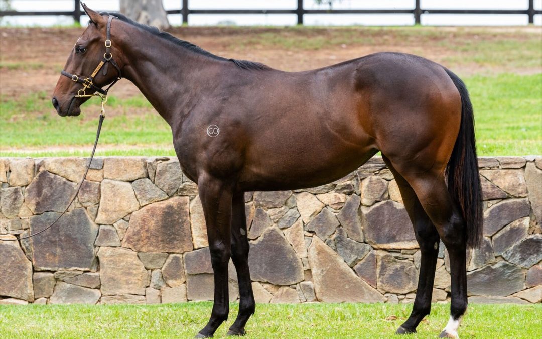 Blue Point – Villa Albani Yearling Filly