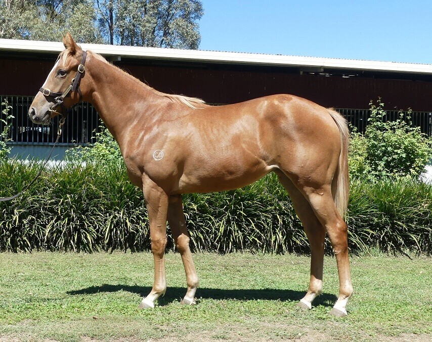 Earthlight – Sallanches Yearling Filly