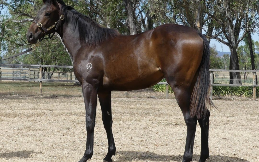 Fierce Impact – Eight Times A Lady Filly