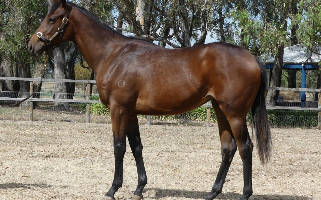 Rubick – Top Sight Filly