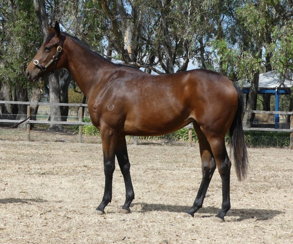 Rubick – Top Sight Filly