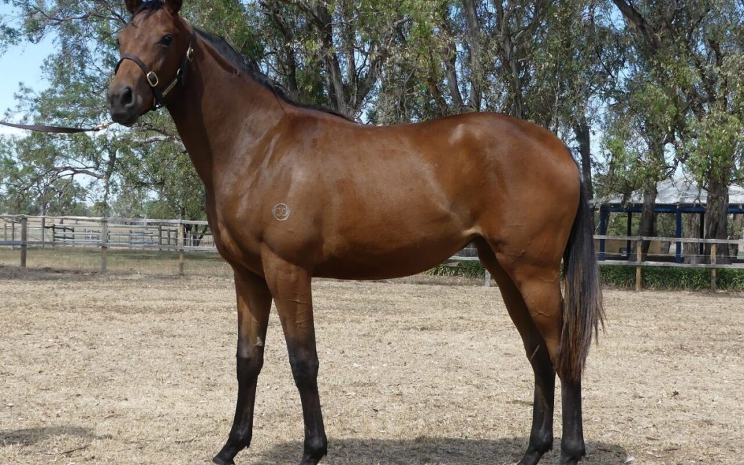 Fierce Impact – Sayedda Filly