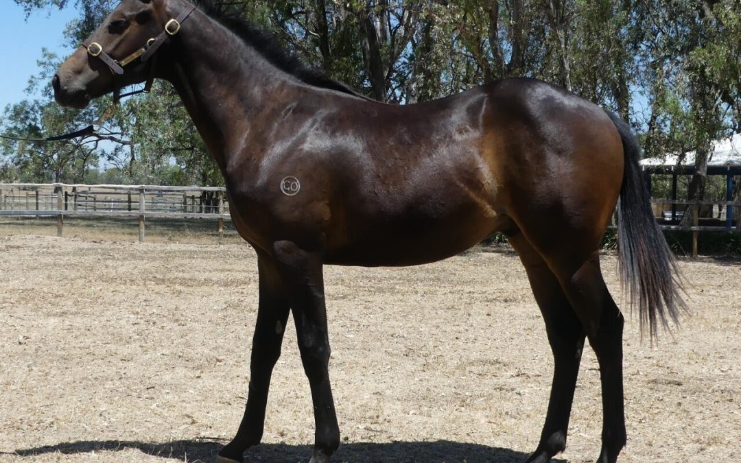 Royal Meeting – Reign Over Me Gelding