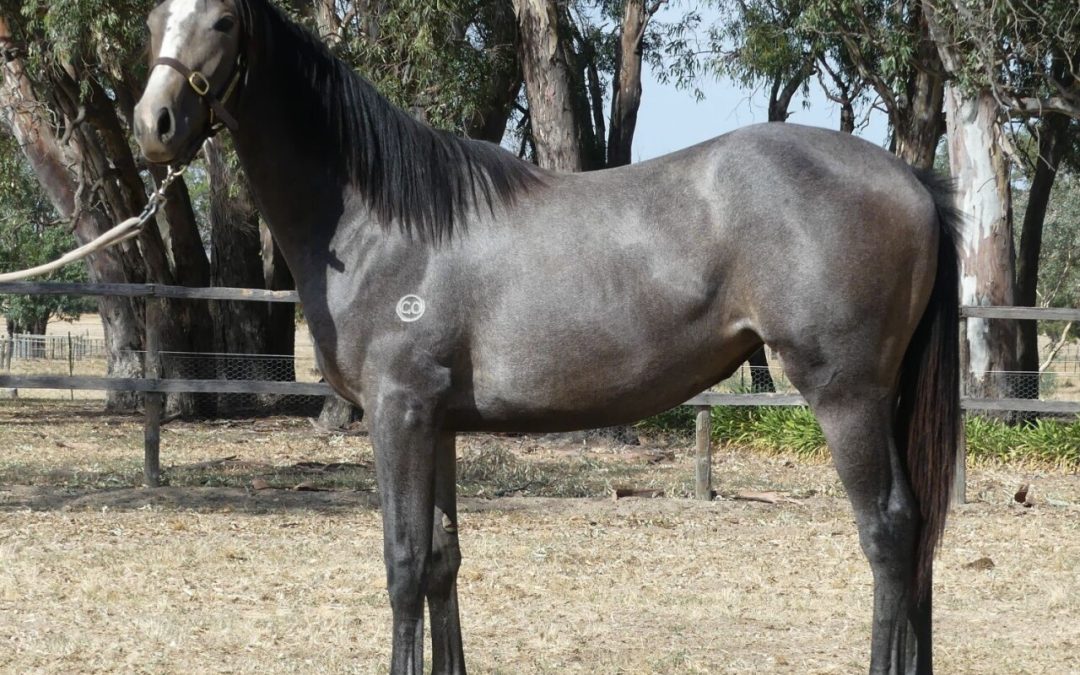 Bon Aurum – Sayedda Yearling Filly