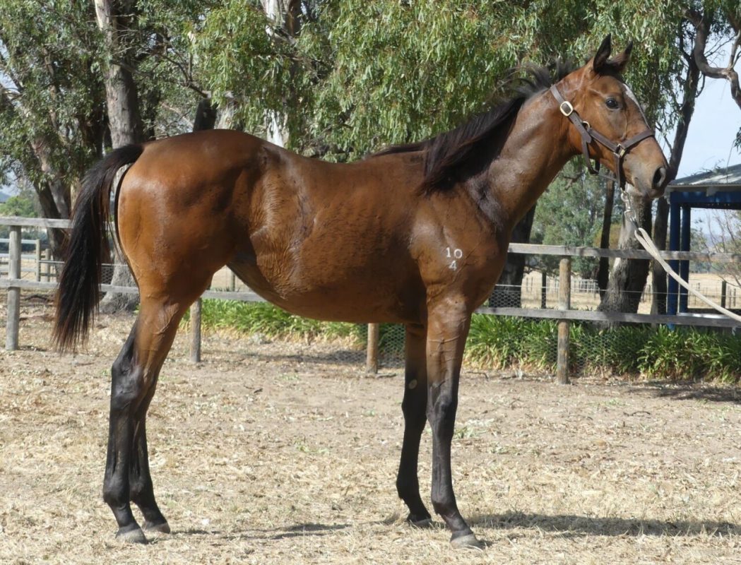 Blue Point – Treasure Island Yearling Filly