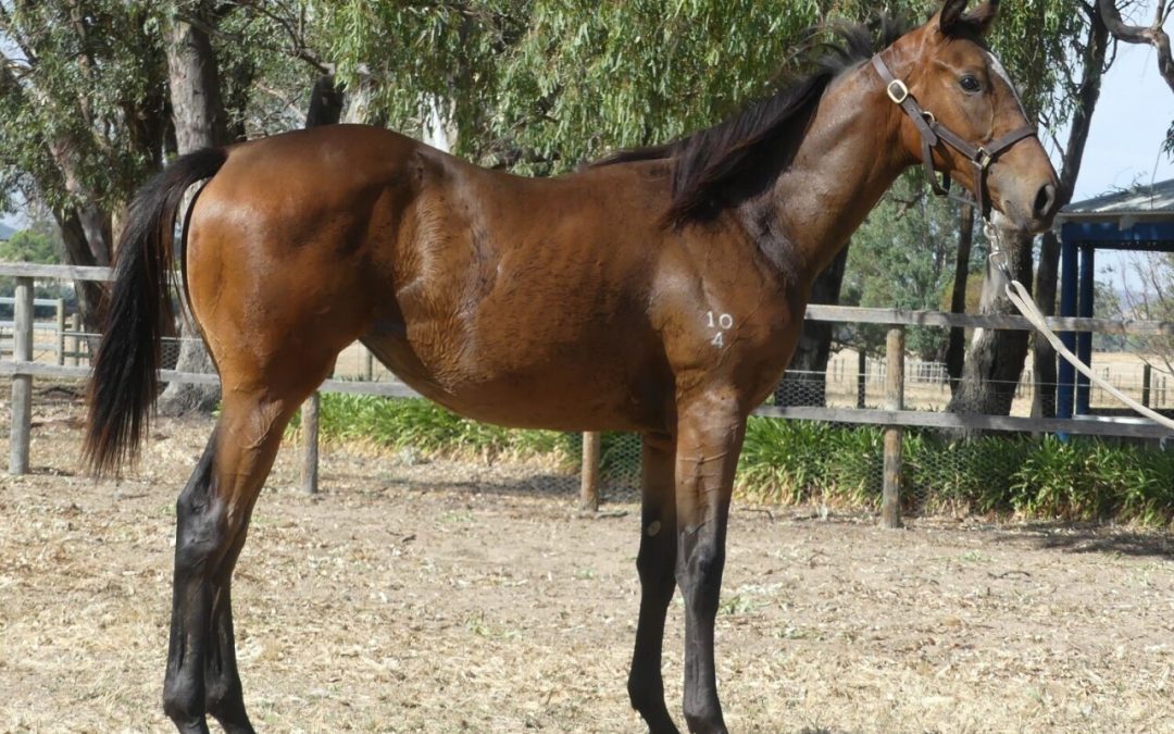 Blue Point – Treasure Island Yearling Filly
