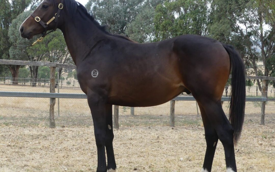 I Am Immortal – Rubick Island Brown Colt