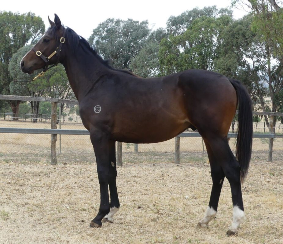 I Am Immortal – Rubick Island Brown Colt